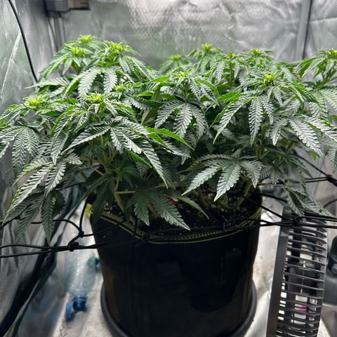 200% growlog timeline photo