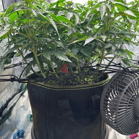 200% growlog timeline photo