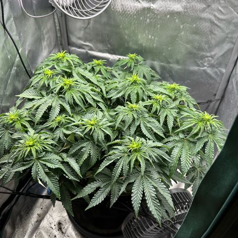 200% growlog timeline photo