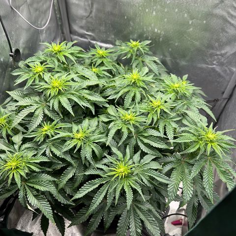 200% growlog timeline photo