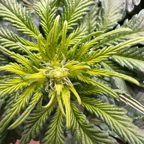 200% growlog timeline photo