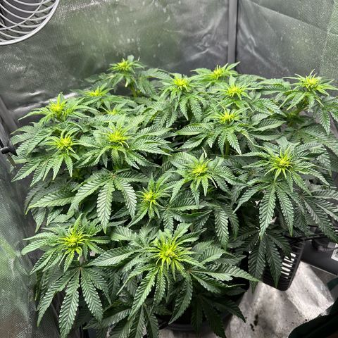 200% growlog timeline photo