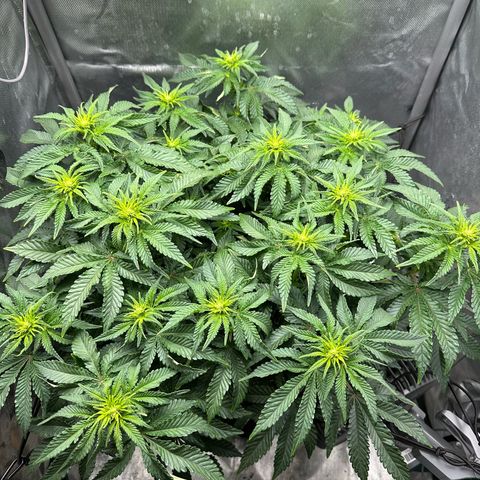 200% growlog timeline photo