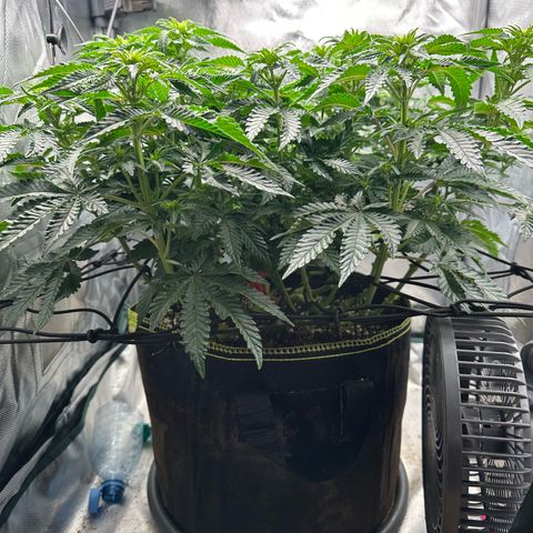 200% growlog timeline photo