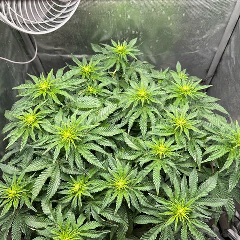 200% growlog timeline photo