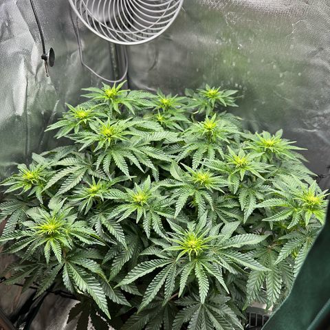 200% growlog timeline photo