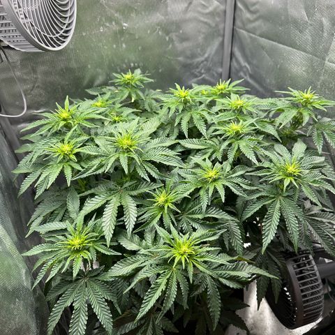 200% growlog timeline photo