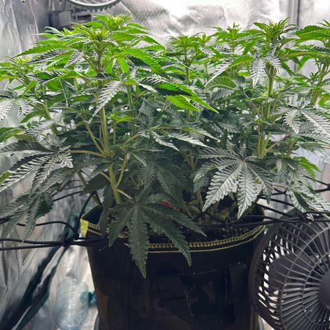 200% growlog timeline photo
