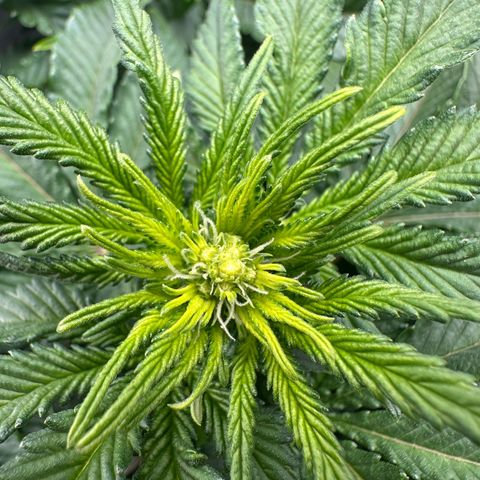 200% growlog timeline photo