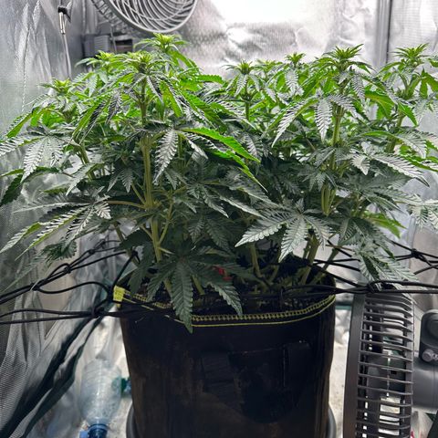 200% growlog timeline photo