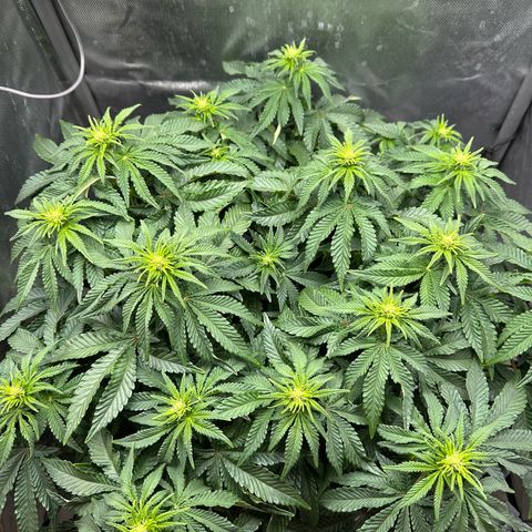 200% growlog timeline photo