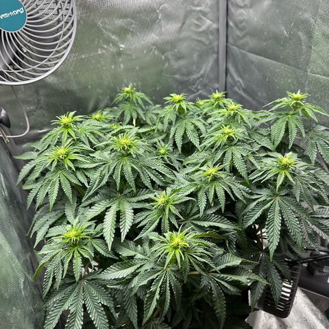 200% growlog timeline photo