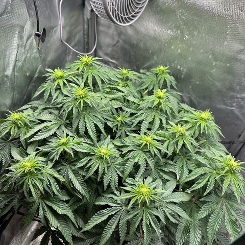 200% growlog timeline photo