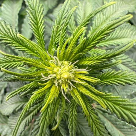200% growlog timeline photo