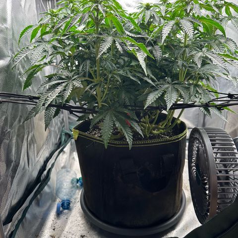 200% growlog timeline photo