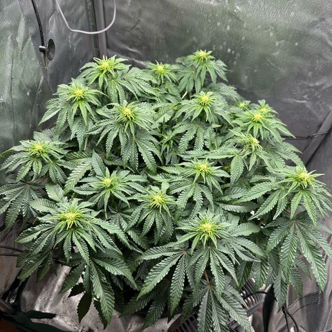 200% growlog timeline photo