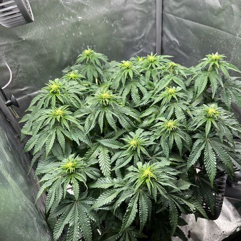 200% growlog timeline photo