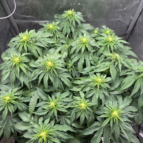 200% growlog timeline photo