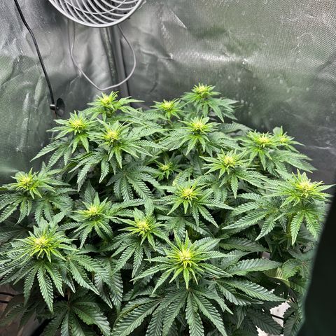 200% growlog timeline photo