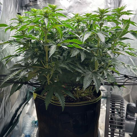 200% growlog timeline photo