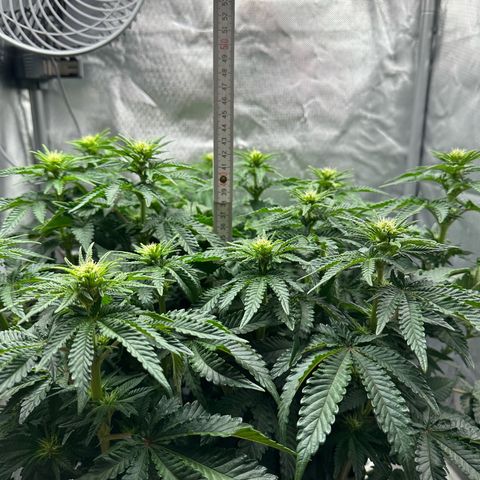 200% growlog timeline photo