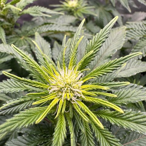 200% growlog timeline photo
