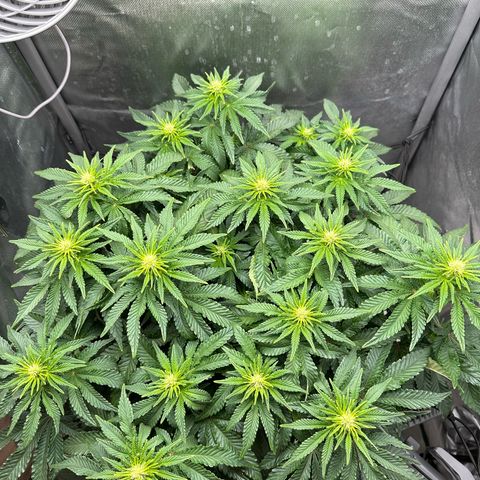 200% growlog timeline photo