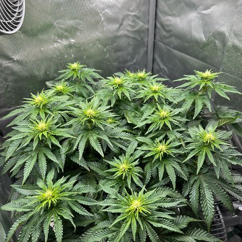 200% growlog timeline photo