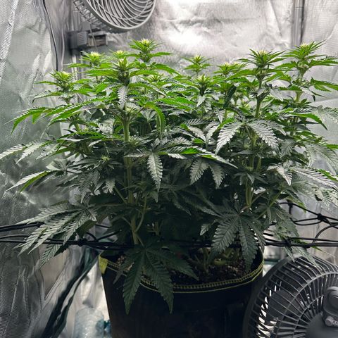 200% growlog timeline photo