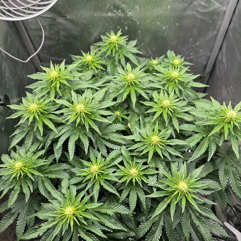 200% growlog timeline photo