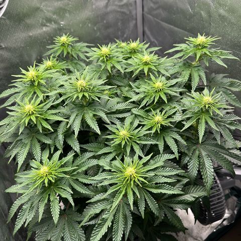 200% growlog timeline photo