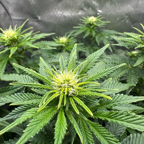 200% growlog timeline photo