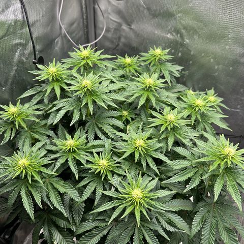 200% growlog timeline photo
