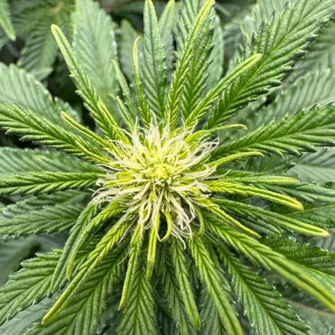 200% growlog timeline photo