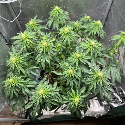 200% growlog timeline photo