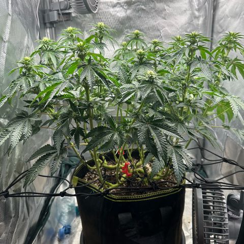 200% growlog timeline photo