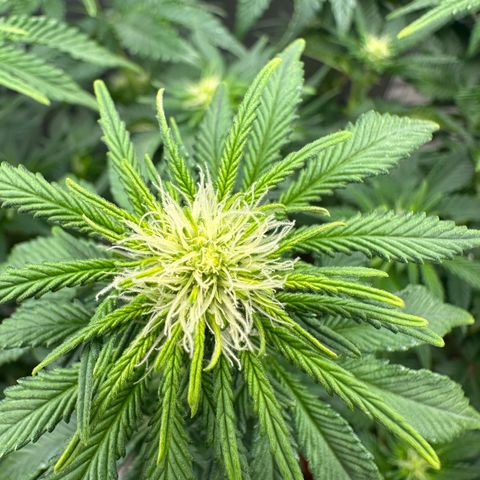 200% growlog timeline photo