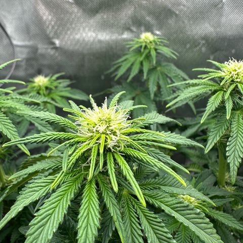 200% growlog timeline photo