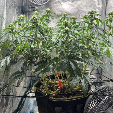 200% growlog timeline photo