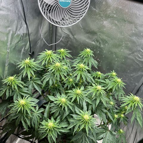 200% growlog timeline photo