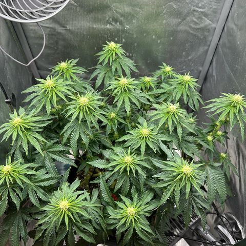 200% growlog timeline photo