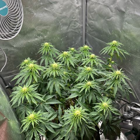 200% growlog timeline photo