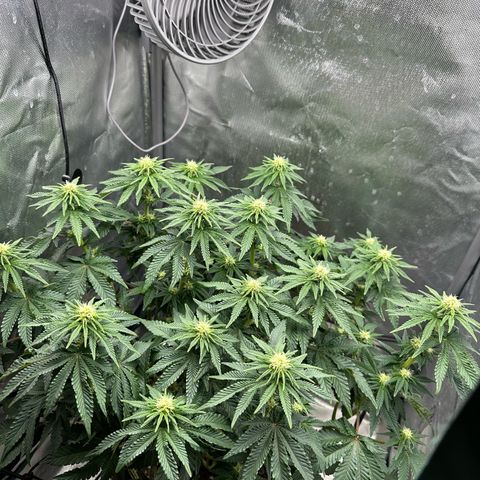 200% growlog timeline photo