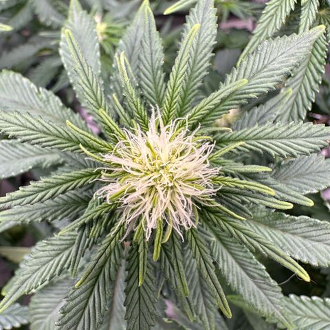 200% growlog timeline photo