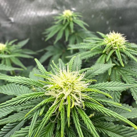 200% growlog timeline photo