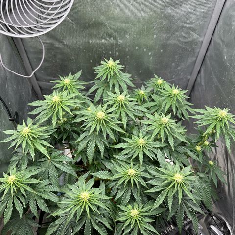 200% growlog timeline photo
