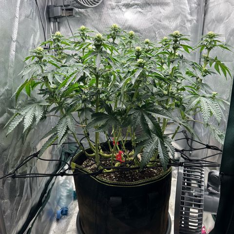200% growlog timeline photo