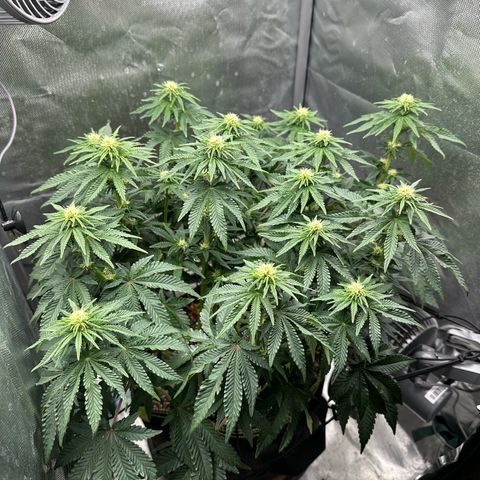 200% growlog timeline photo