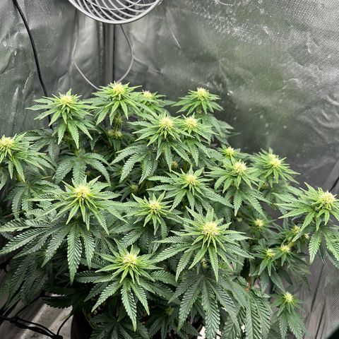 200% growlog timeline photo