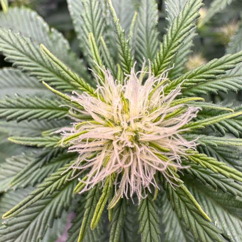 200% growlog timeline photo